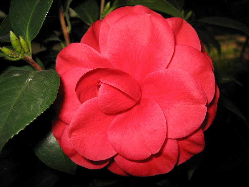 美丽的茶花````