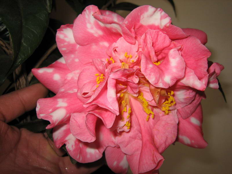 美丽的茶花````