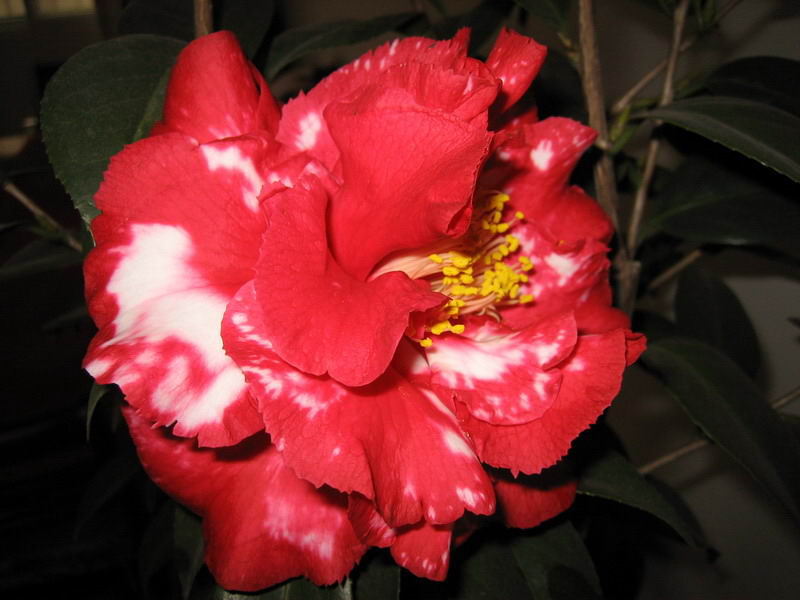 美丽的茶花````