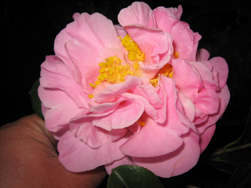 美丽的茶花````