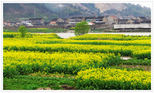 油菜花开