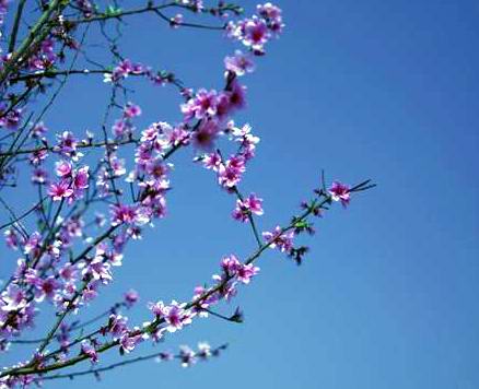 桃  花