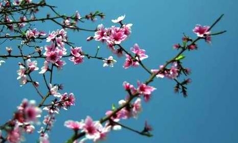 桃  花