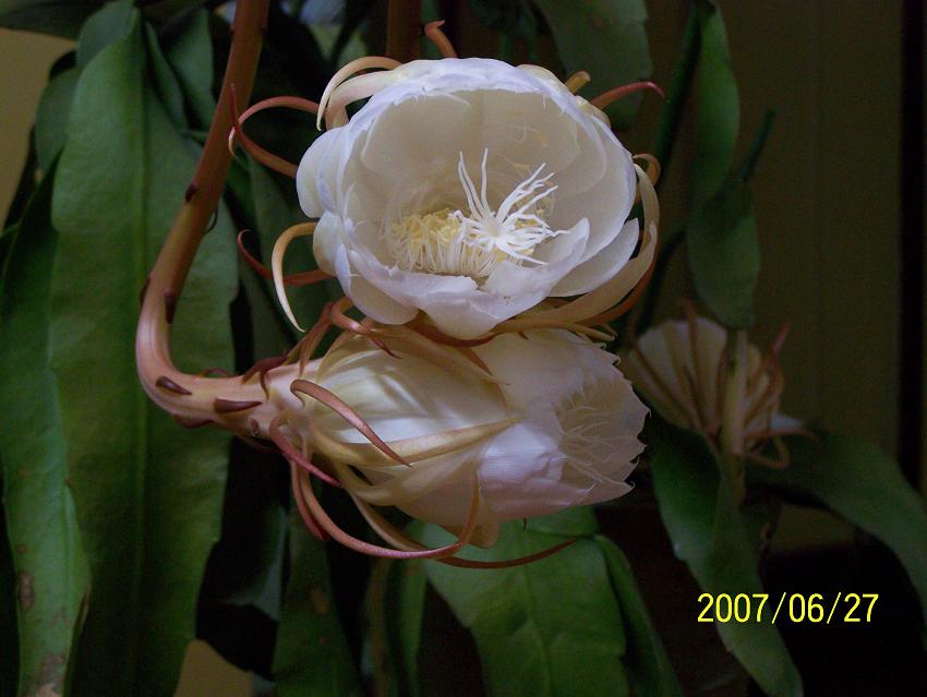 今夜，我家的昙花开了！