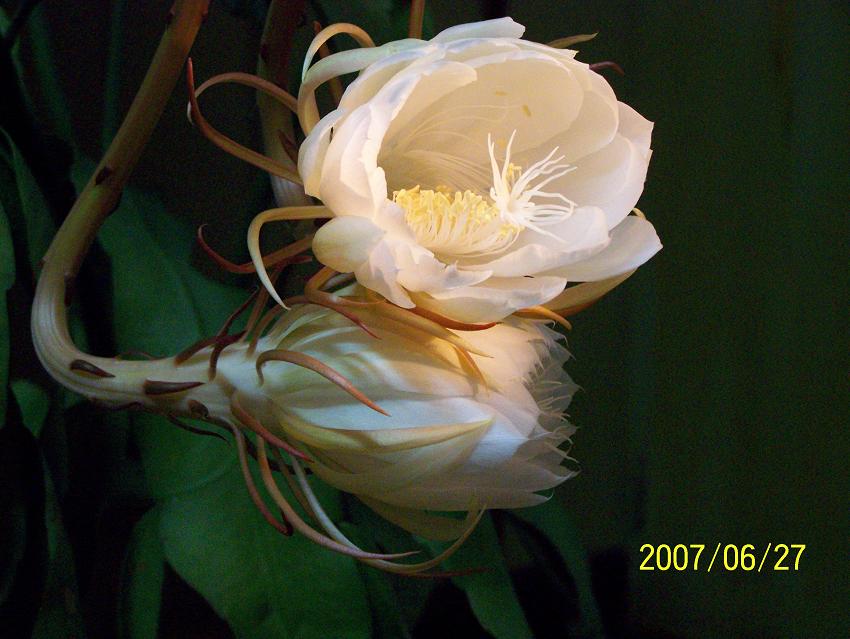 今夜，我家的昙花开了！
