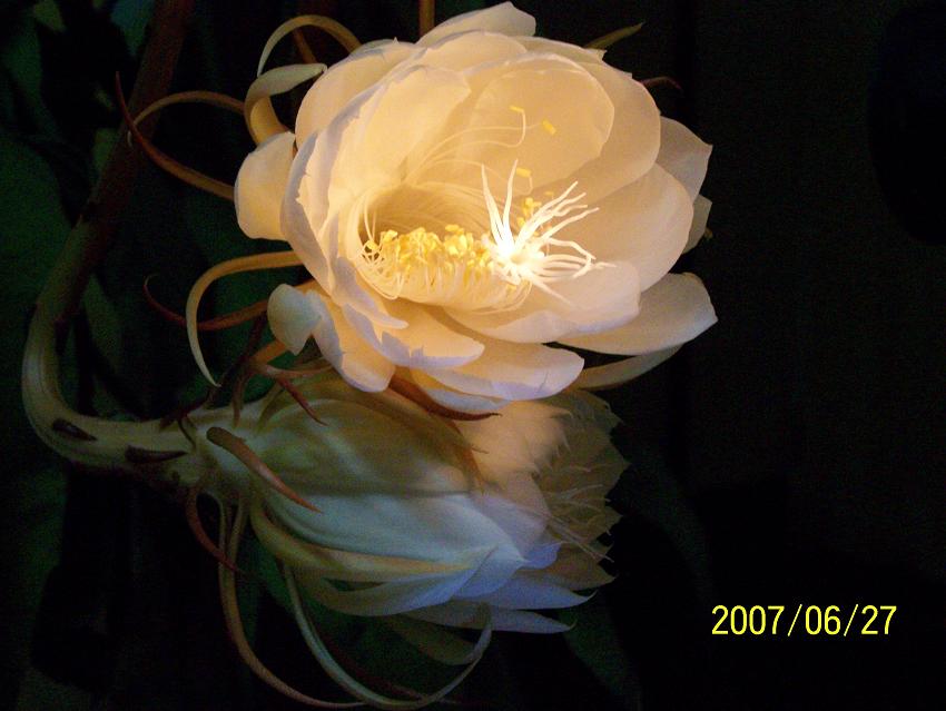 今夜，我家的昙花开了！