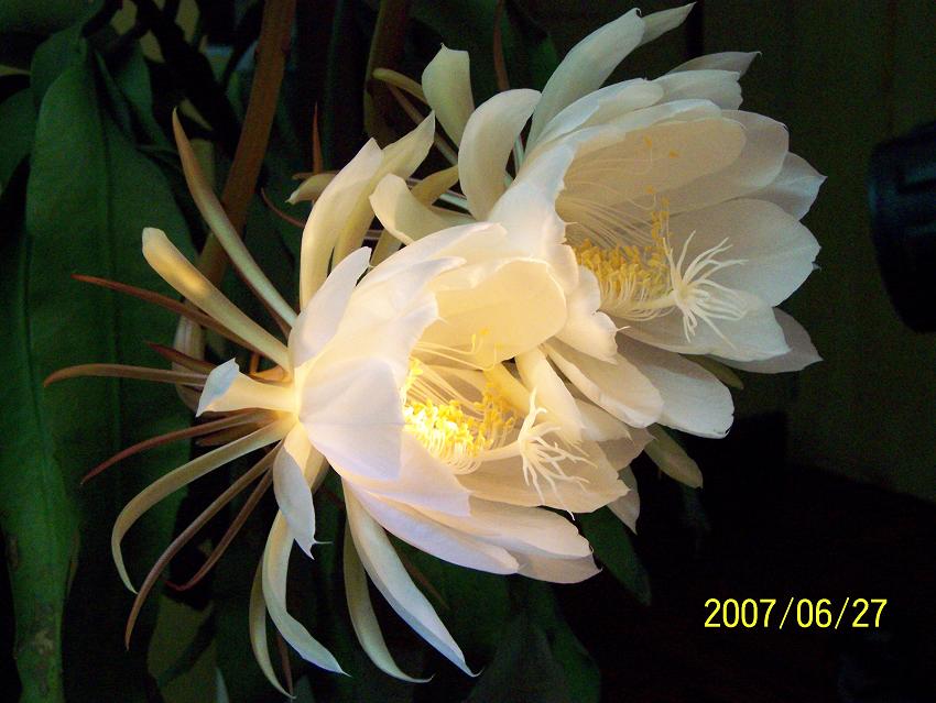 今夜，我家的昙花开了！