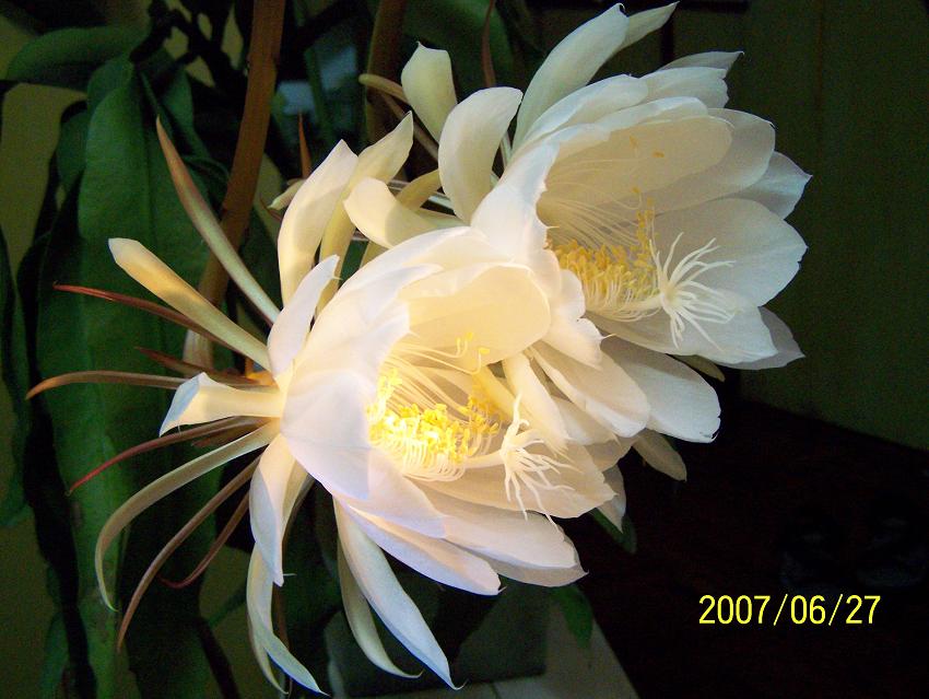今夜，我家的昙花开了！