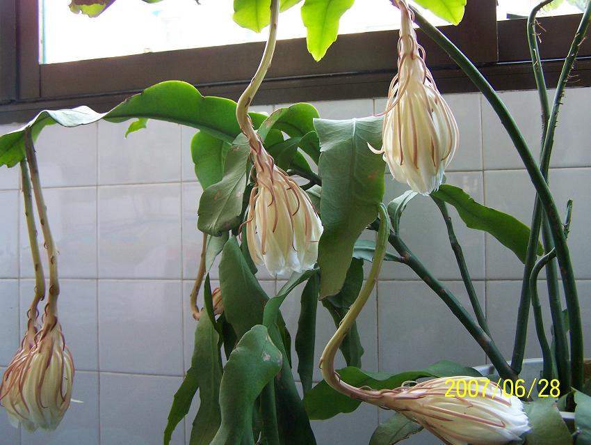 今夜，我家的昙花开了！