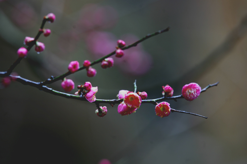 国清寺的梅花开了