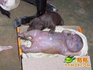 这小狗长的搞笑了