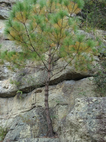 10月19日穿越紫凝山