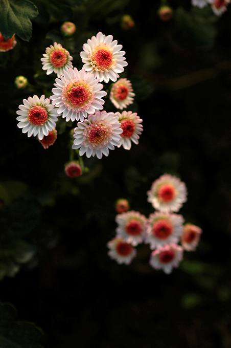 菊花朵朵
