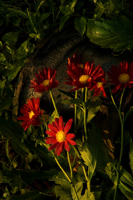 菊花朵朵