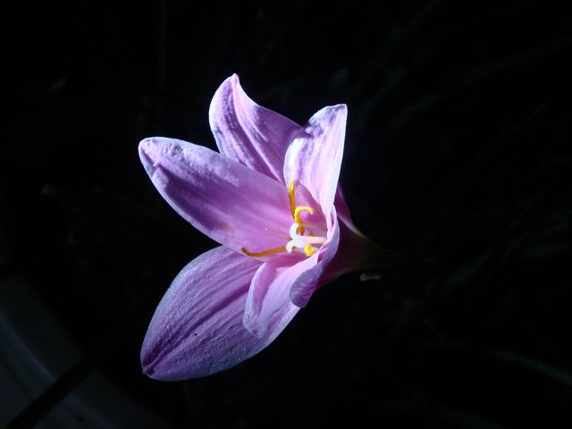 这是什么花？