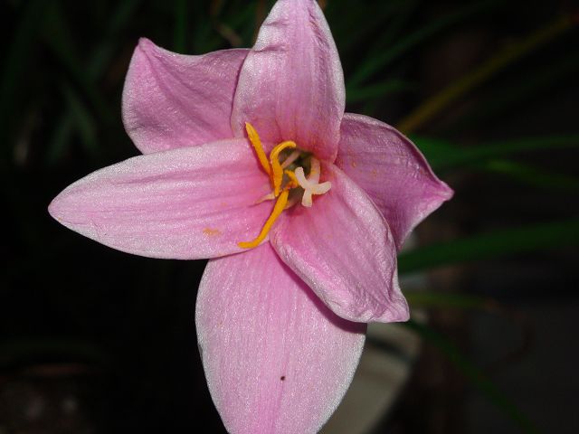 这是什么花？
