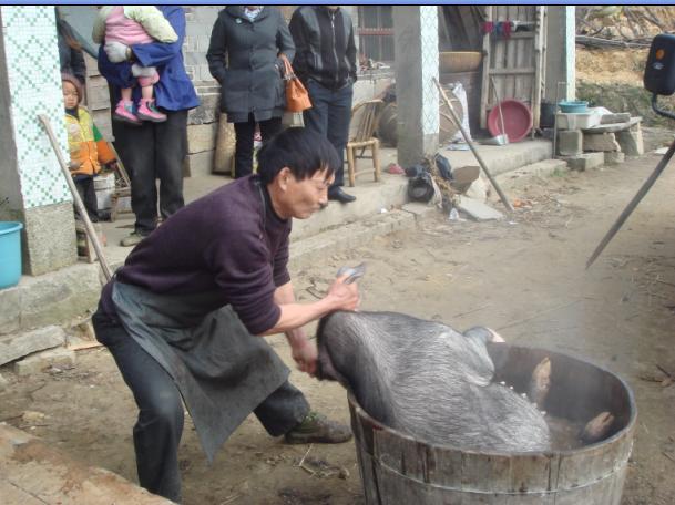 宰杀土猪全过程