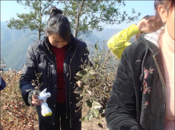 [原创]爬光秃秃的毛草山________吃火辣辣的酸菜鱼________摘铁蒂青的金橘子