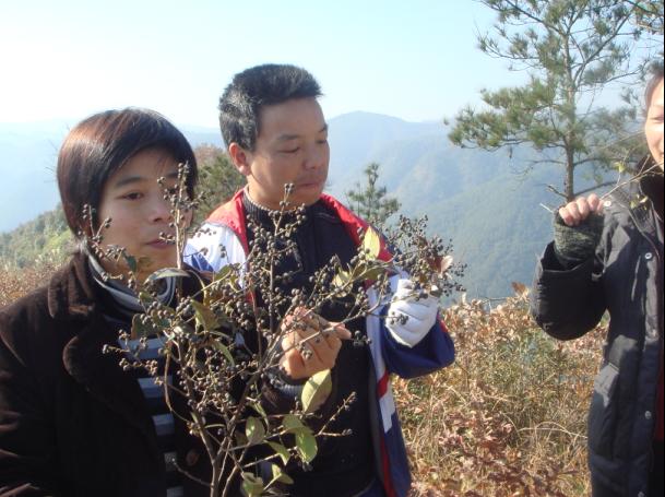 [原创]爬光秃秃的毛草山________吃火辣辣的酸菜鱼________摘铁蒂青的金橘子