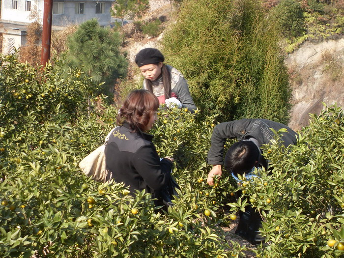 [原创]爬光秃秃的毛草山________吃火辣辣的酸菜鱼________摘铁蒂青的金橘子