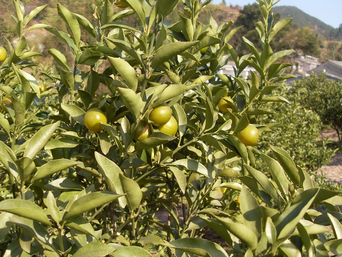 [原创]爬光秃秃的毛草山________吃火辣辣的酸菜鱼________摘铁蒂青的金橘子