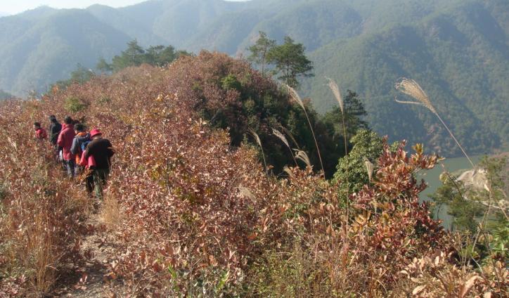 [原创]爬光秃秃的毛草山________吃火辣辣的酸菜鱼________摘铁蒂青的金橘子