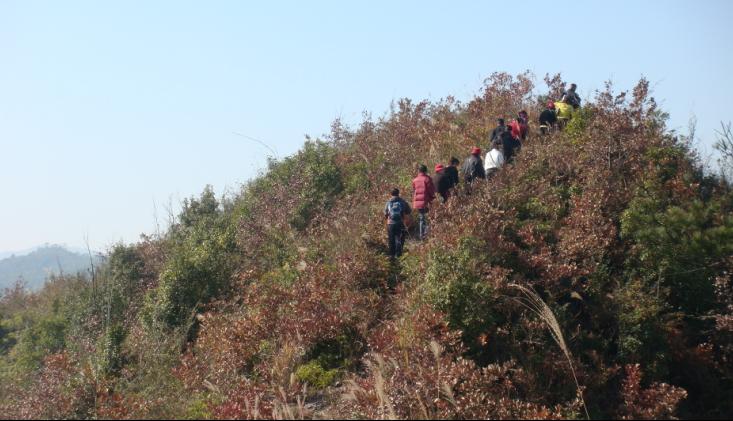 [原创]爬光秃秃的毛草山________吃火辣辣的酸菜鱼________摘铁蒂青的金橘子