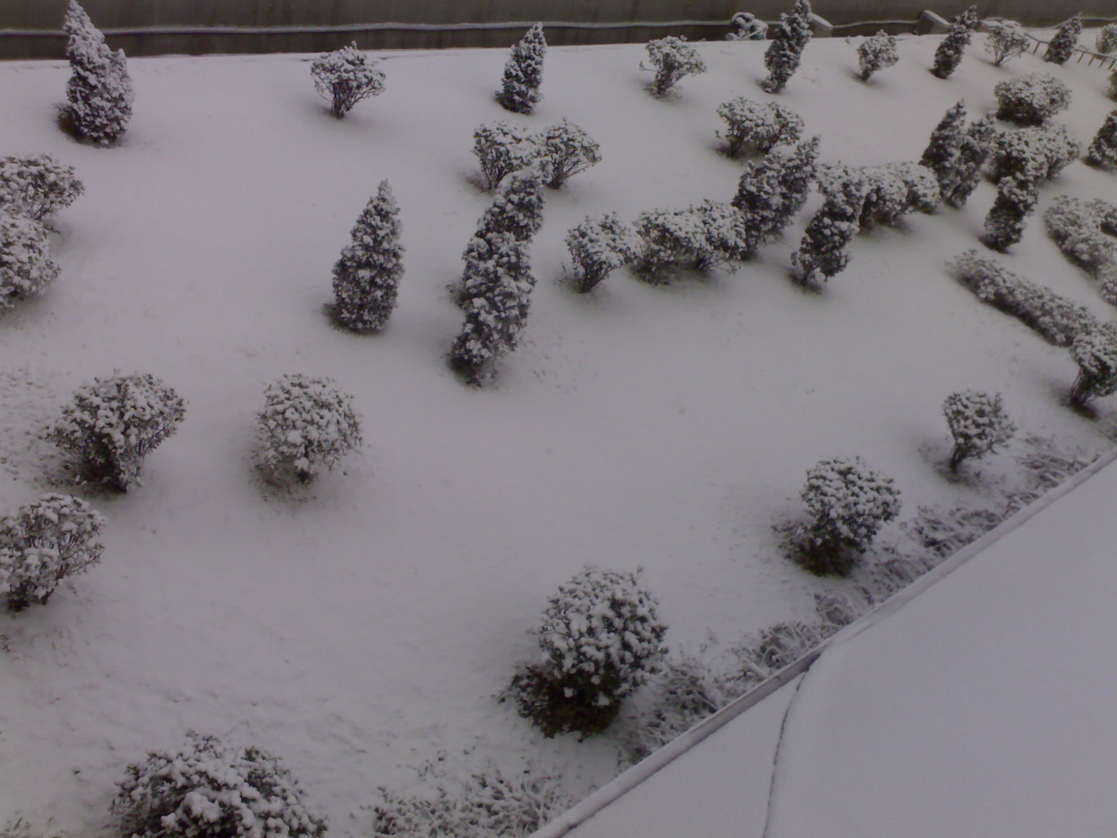下雪 刚刚手机拍的
