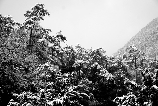 赏冰赏雪赏梅花