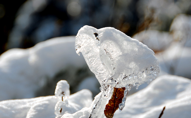 赏冰赏雪赏梅花