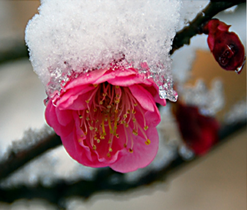 赏冰赏雪赏梅花