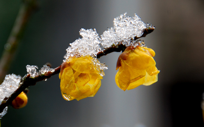赏冰赏雪赏梅花