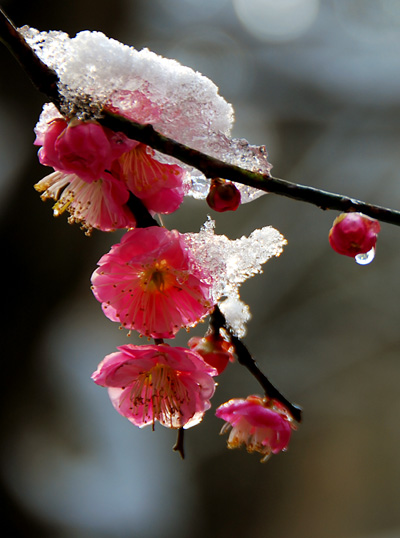赏冰赏雪赏梅花