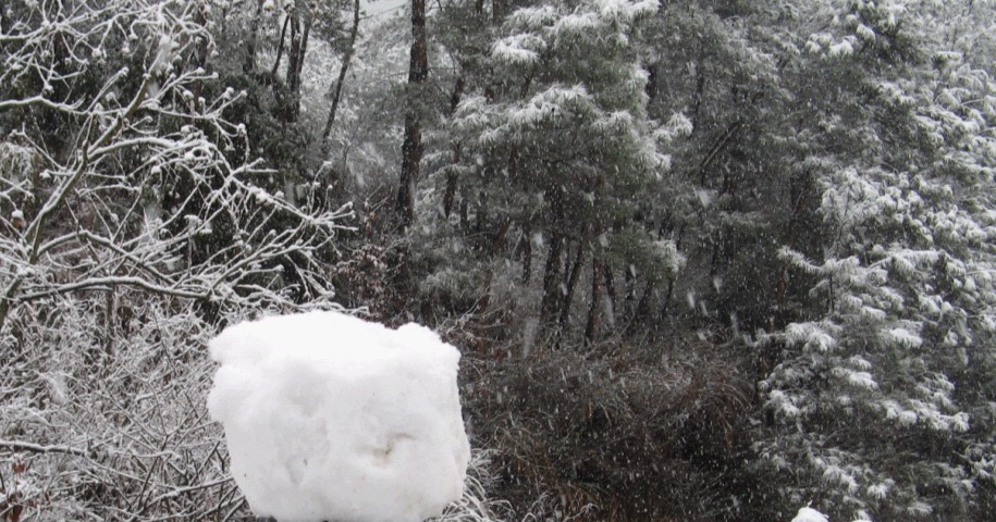 雪飘国清