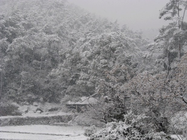 雪飘国清