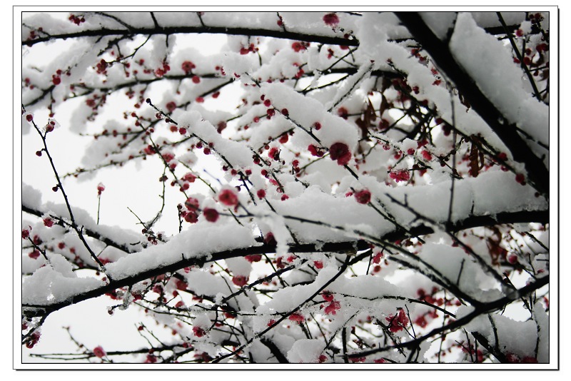 [原创]2008.雪