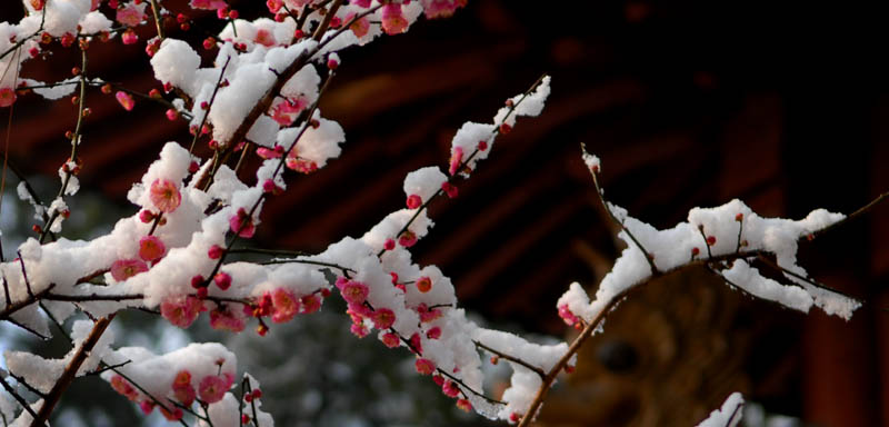 雪