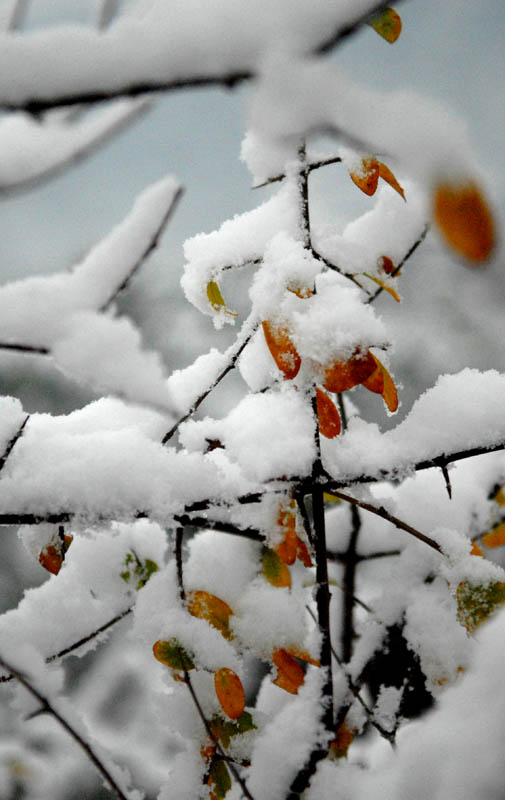 雪