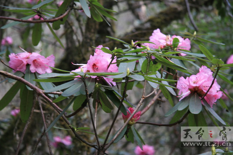 西藏林芝的高山杜鹃