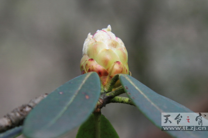 西藏林芝的高山杜鹃