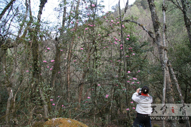 西藏林芝的高山杜鹃