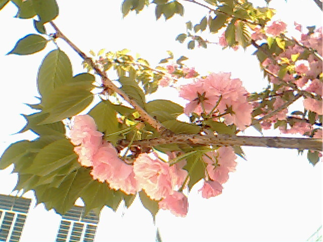 请教,这是什么花?