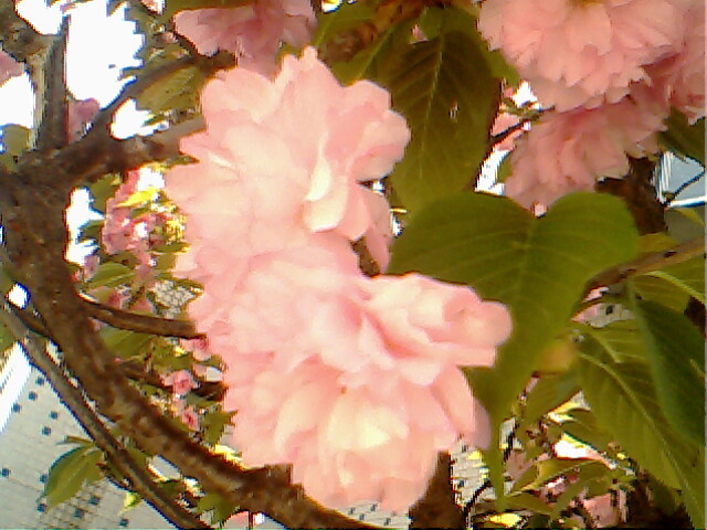 请教,这是什么花?