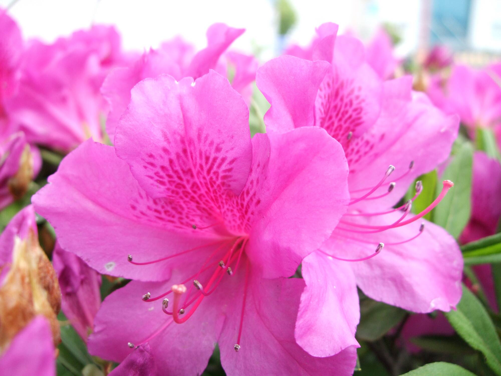 杜鹃花