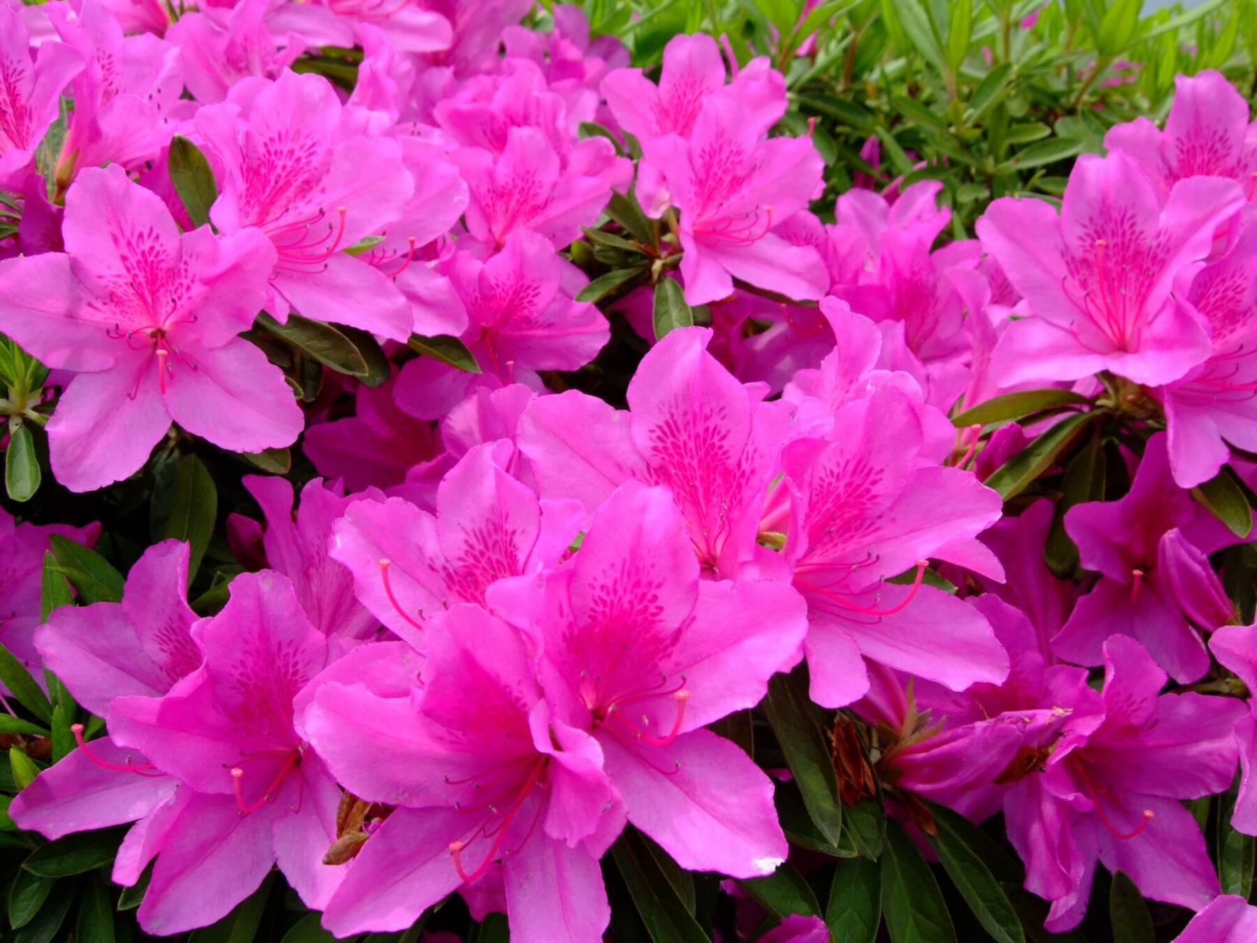 杜鹃花
