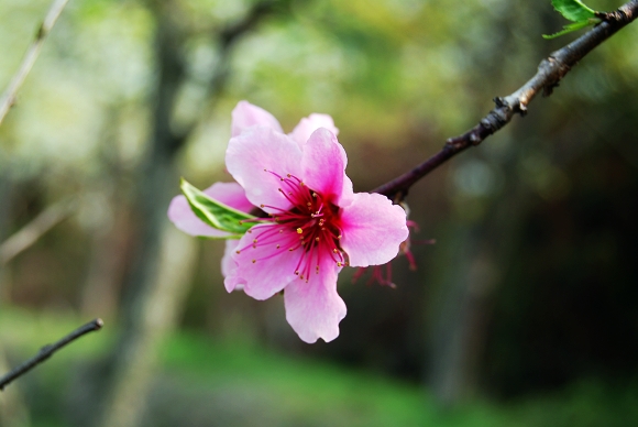 春暖花开