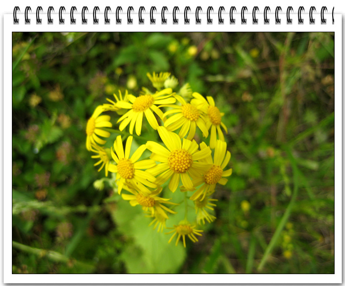 野花