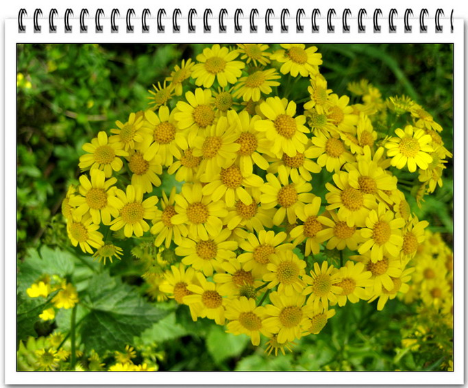野花