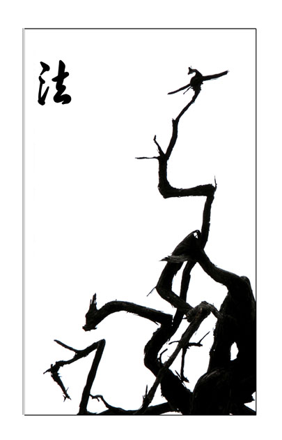道法自然