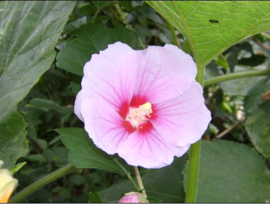 幸手拍来的野花